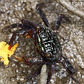 Parasesarma sp. (we used call them Perisesarma) in the Airport Boardwalk. Found them in a mixed forest of C. australis and R. stylosa. This particular crab was eating a leaf of R. stylosa. Canon EOS 7D + EF70-200 F4L IS +EF1.4xII